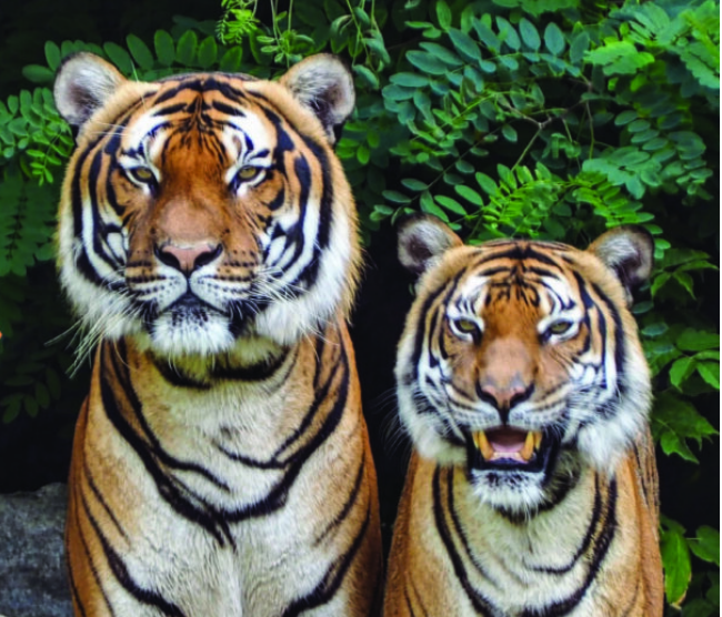 Two tigers standing side-by-side.